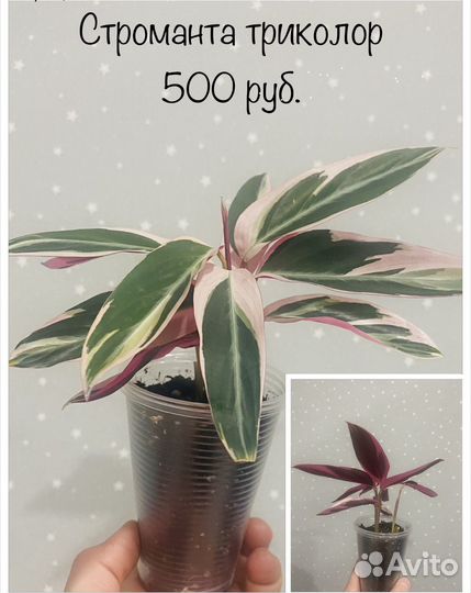 Строманта мультиколор триколор мэджик стар