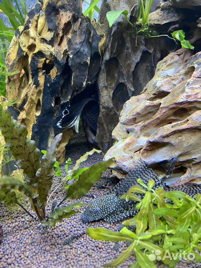 Анциструс вуалевый мальки