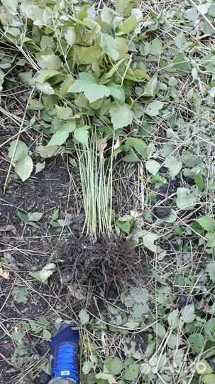 Саженцы малины,ежевики,жасмин,жимолость