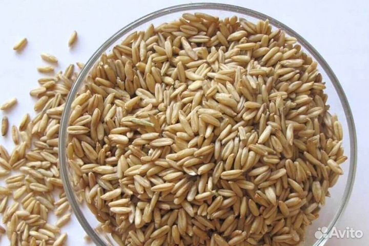 Овес неочищенный