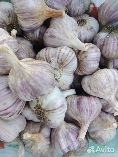 Чеснок на посадку и для еды