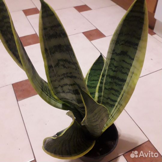 Сансевиерия муншайн и др