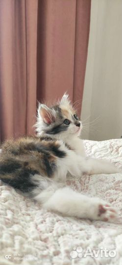Кошка