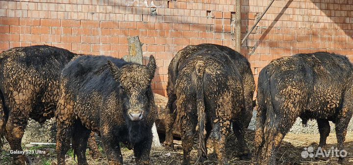 Бычки абердины ангусы