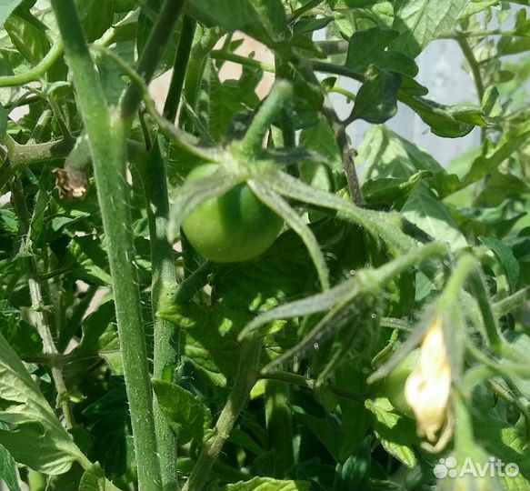 Рассада томатов,перцев,клубники,капусты,петуний ма