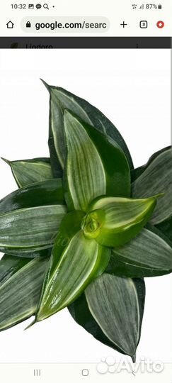 Сансевиерия Даймон хани