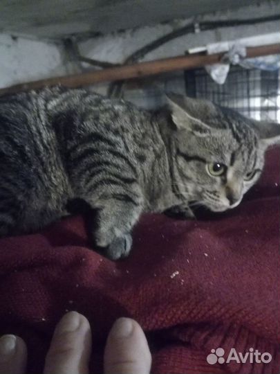 Котёнок девочка в добрые руки