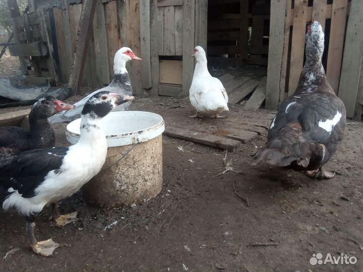 Мускусные утки
