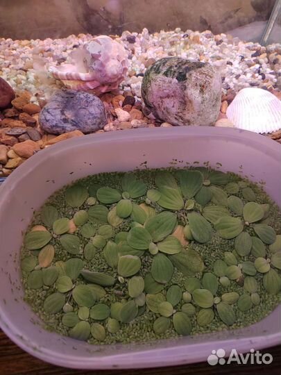 Растение для аквариума лимнобиум и прополка