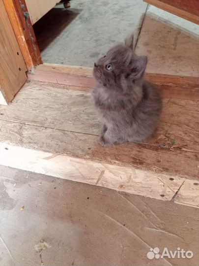 Кошки