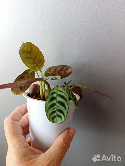 Калатея Бурле Маркса