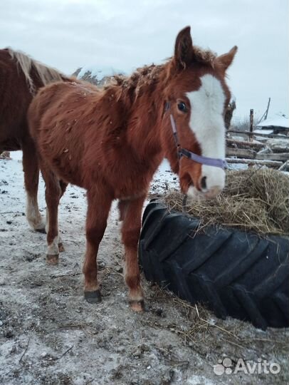 Продам лошадь
