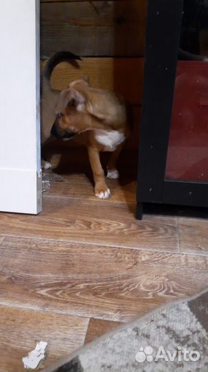 Щенки стандартного бультерьера