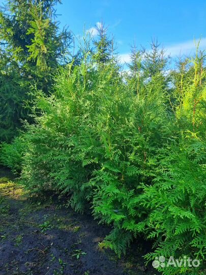 Саженцы туи