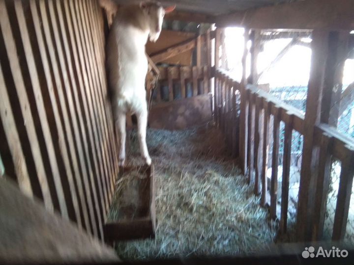 Козел зааненский