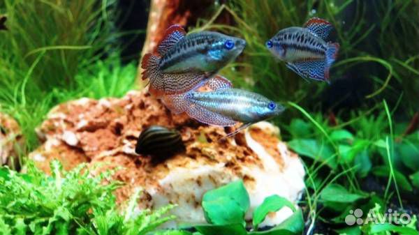 Гурами Пумила