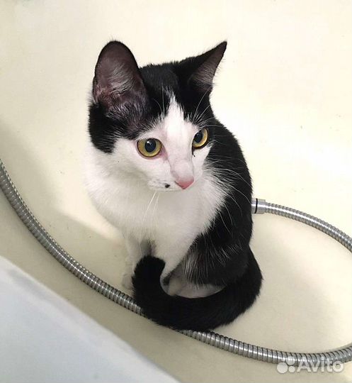 Кошечку спасти