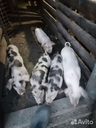 Поросенок ландрас