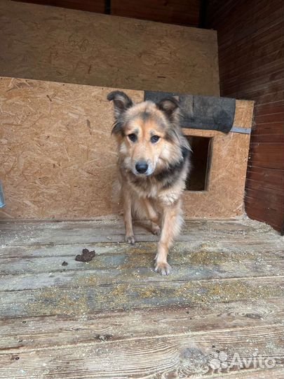 Собака из приюта ищет семью