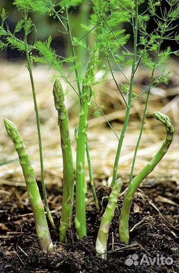 Спаржа царская в сад и на стол