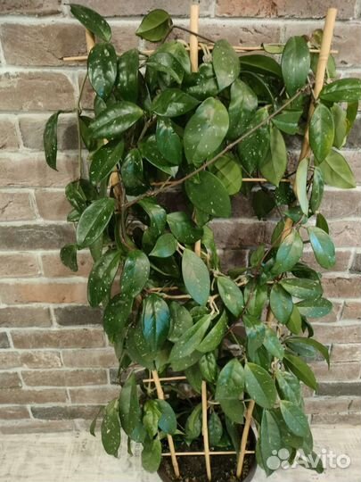 Хойя 3 вида)