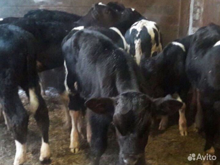 Бычки и телята