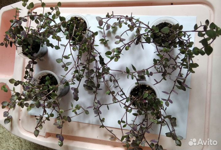 Коллизия зеленая