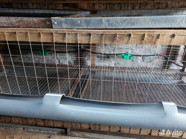 Клетки для кур ициплят