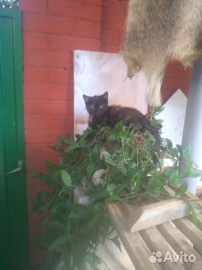 Котята в добрые руки бесплатно