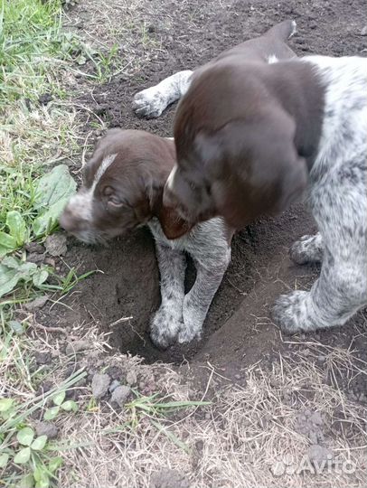 Щенки курцхаара