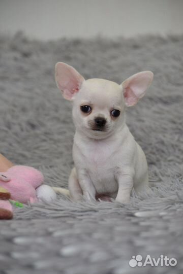 Чихуахуа мальчик