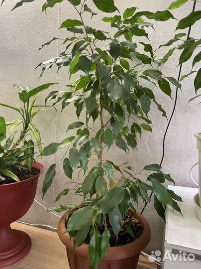Фикус Бенджамина