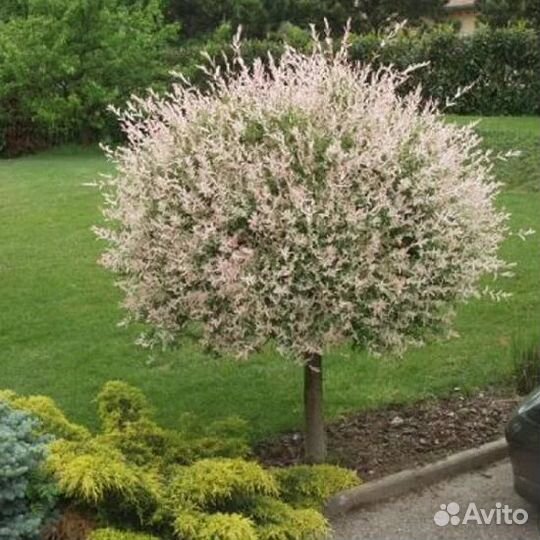 Ива цельнолистная 