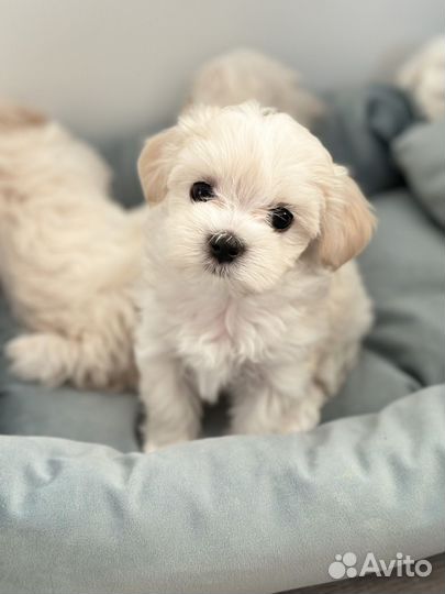 Щенки мальтезе