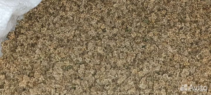 Семена кормовой и полусахарной свеклы Лада