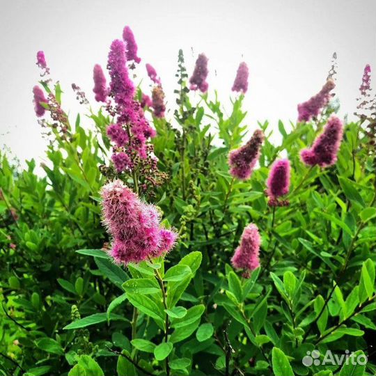 Спирея иволистная