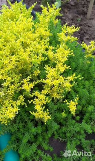 Почвопокровник