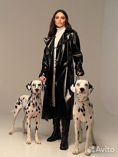 Собака/Далматинец для фотосессии/рекламы