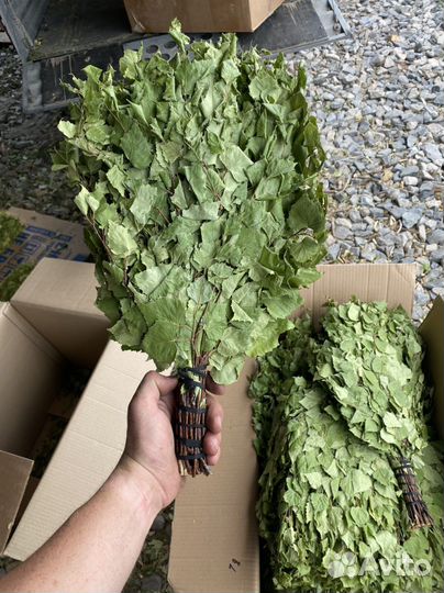 Веники банные. Березовые, дубовые, эвкалиптовые