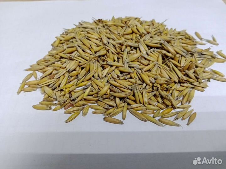 Продажа гороха,пшеницы,ячмень,овес,отруби,пшено