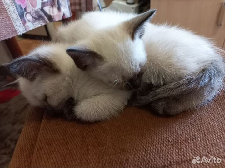 Котята 2 мальчика