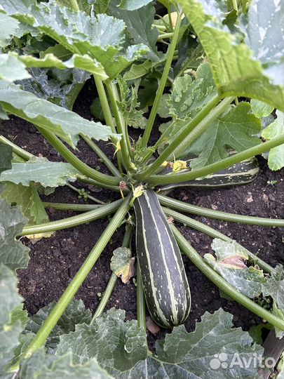 Кабачки домашние