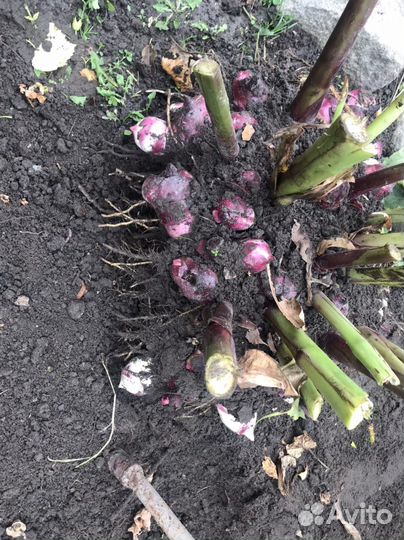 Канны корневища