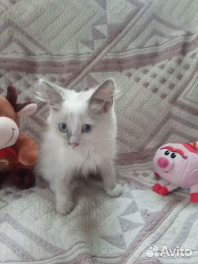 Пушистый белый голубоглазый котенок