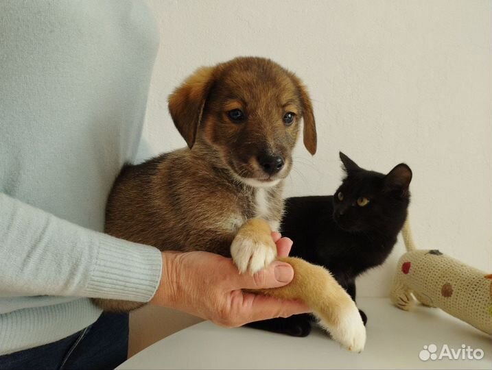 Щенок в добрые руки