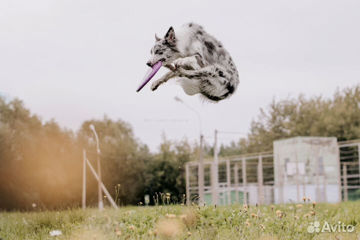 Кобель бордер колли для вязки