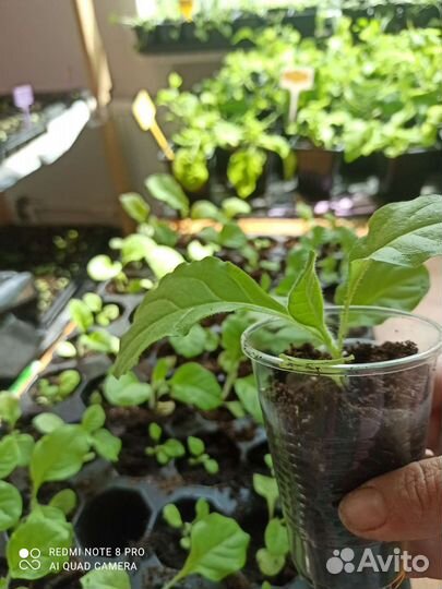 Табак курительный рассада