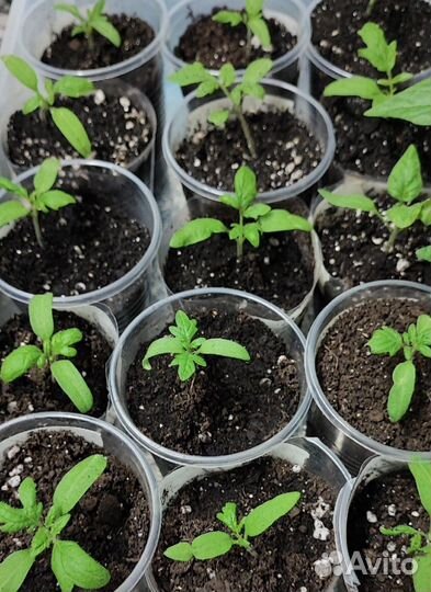 Рассада томатов коллекционных сортов