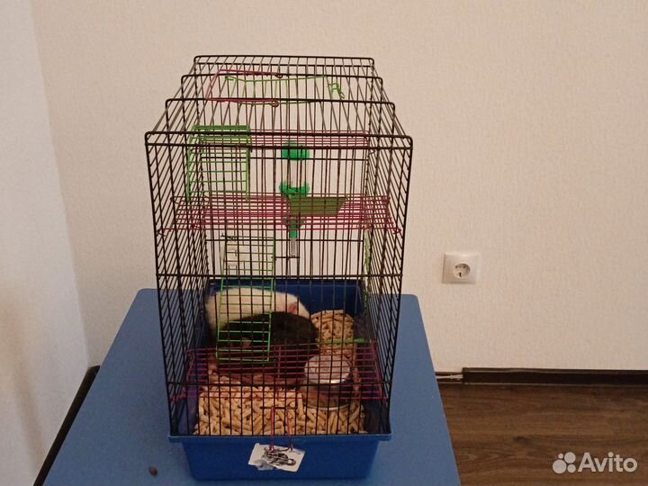 Крысы с клеткой