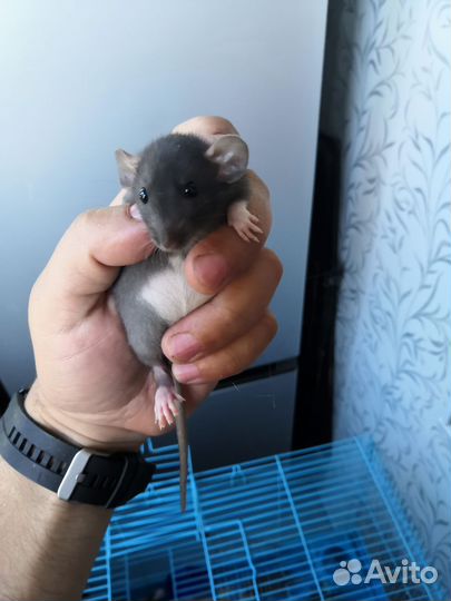 Крыса дамбо